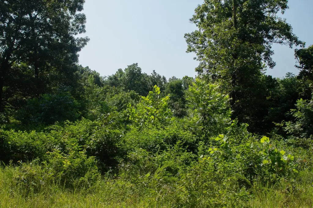 Picture 25