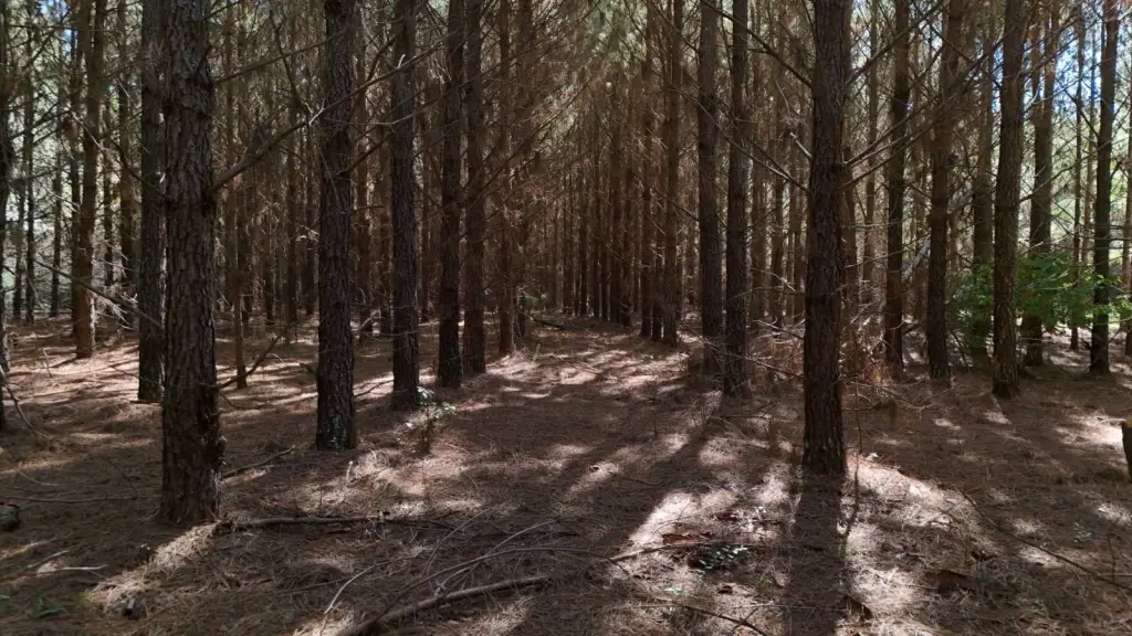 Picture 23