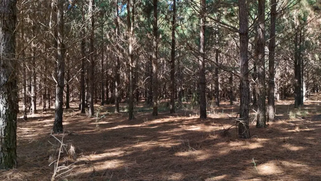 Picture 14