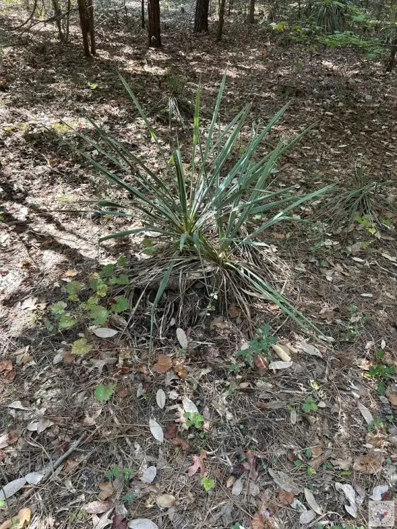 Picture 28