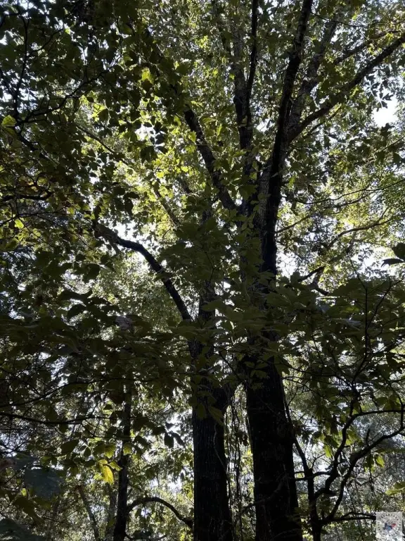 Picture 31