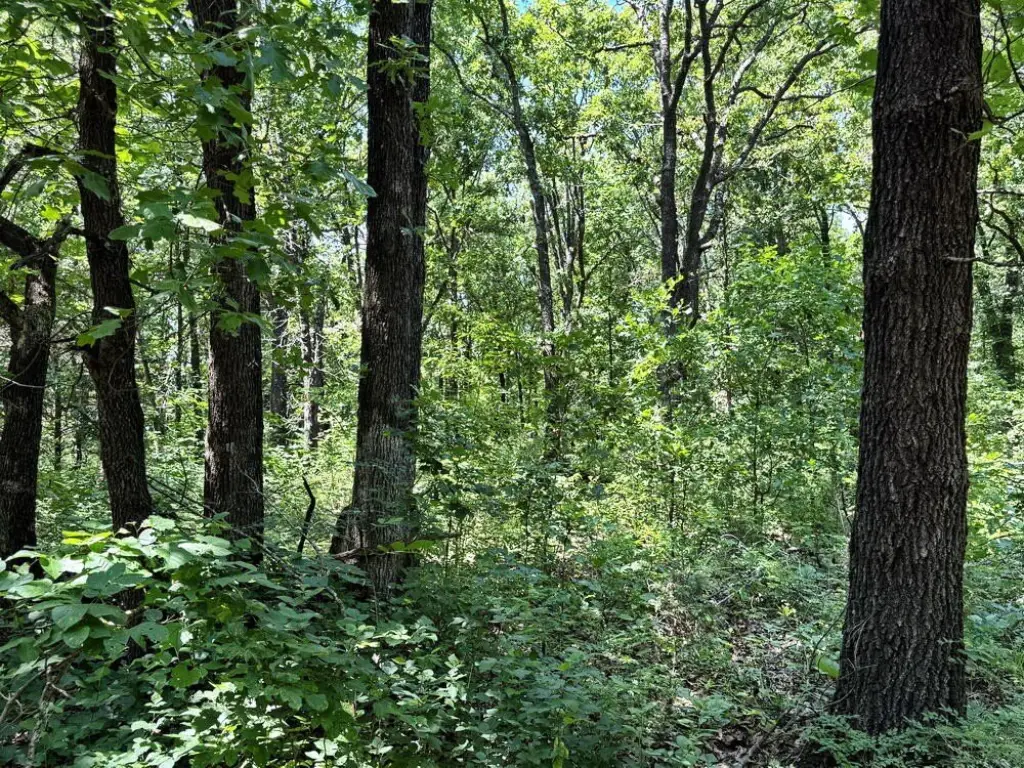 Picture 25