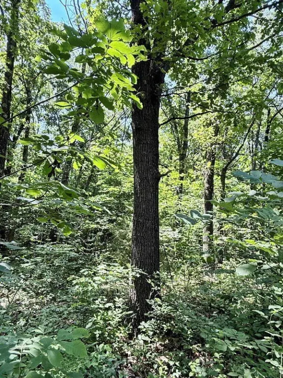 Picture 15