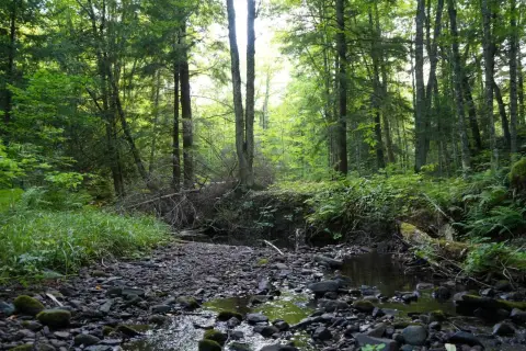 Hunting Land with Creek Frontage
