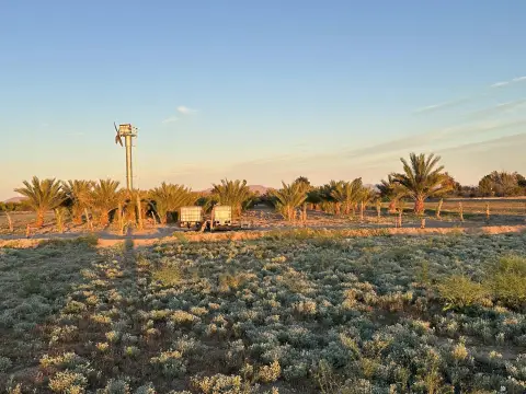 Yuma Residential Date Palm Property
