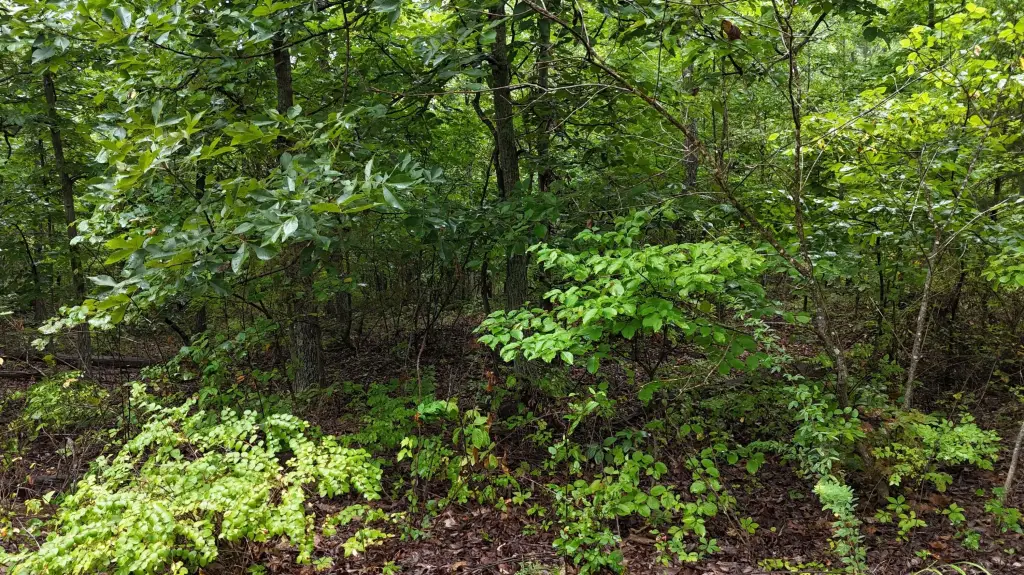 Picture 18