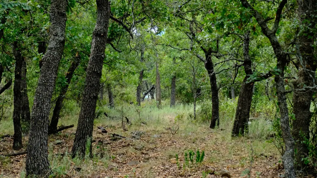 Picture 9