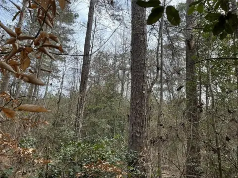 80 Acres of Timberland Investment