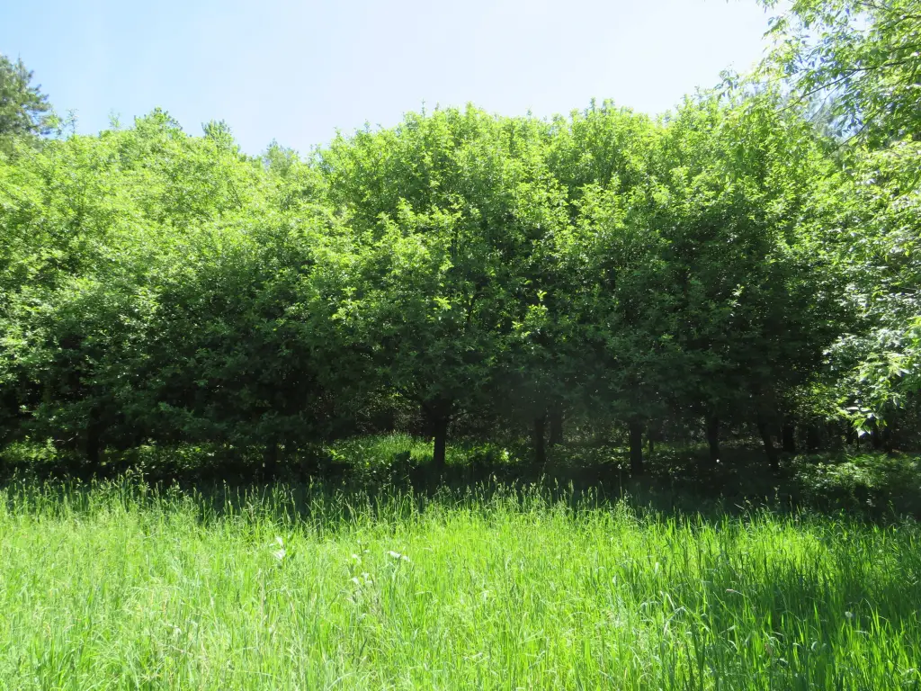 Picture 27
