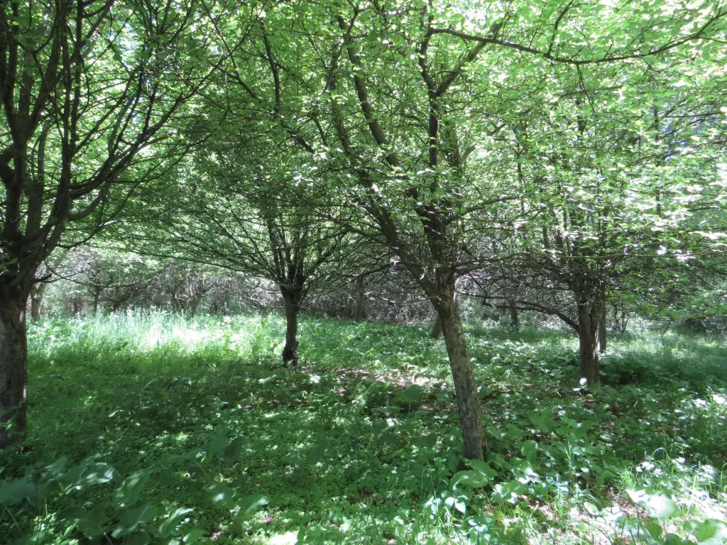 Picture 28