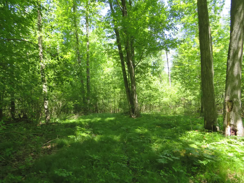 Picture 33