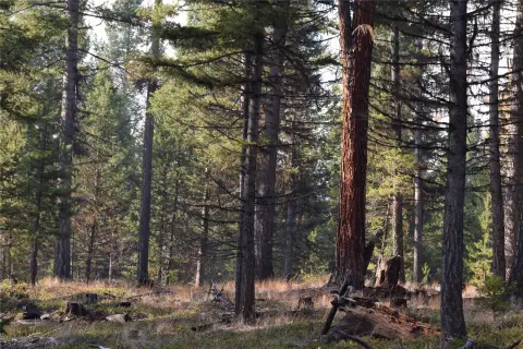 Marion, MT Land Parcel