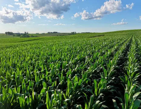 Productive Farmland Auction in Newton, Iowa