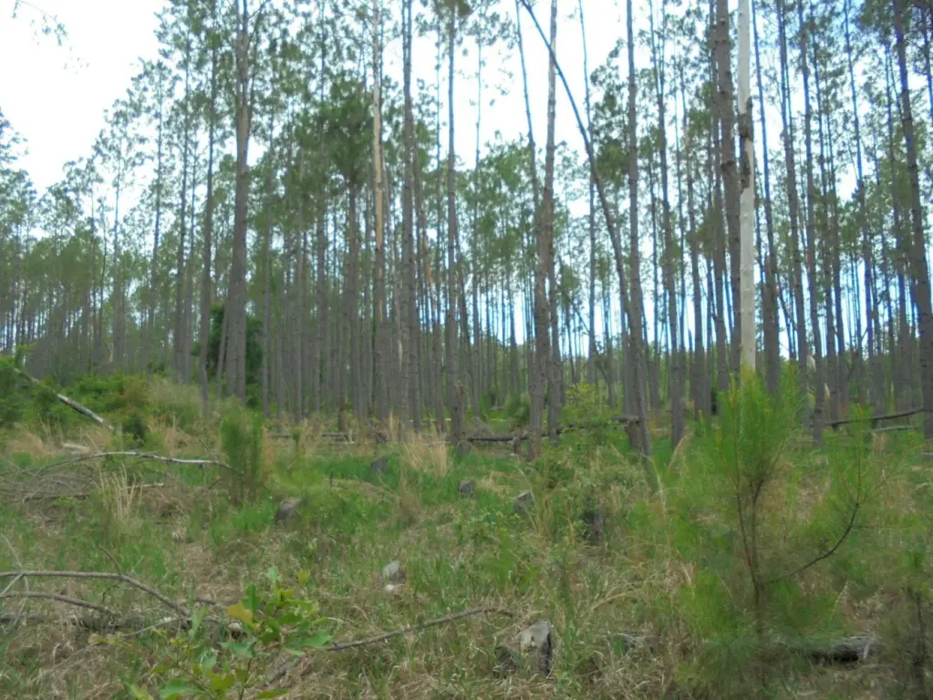 Picture 2