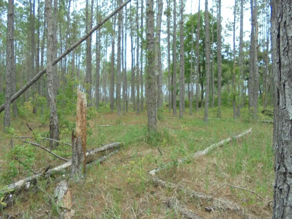 Picture 4