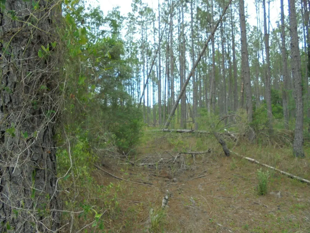Picture 8