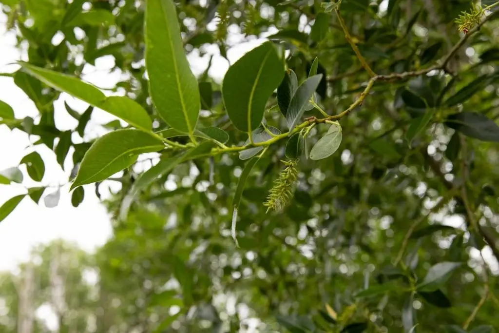 Picture 41