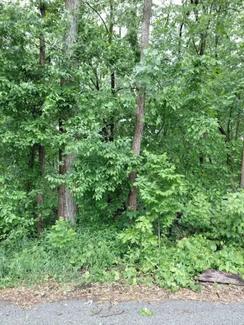 Wooded Lot For Sale