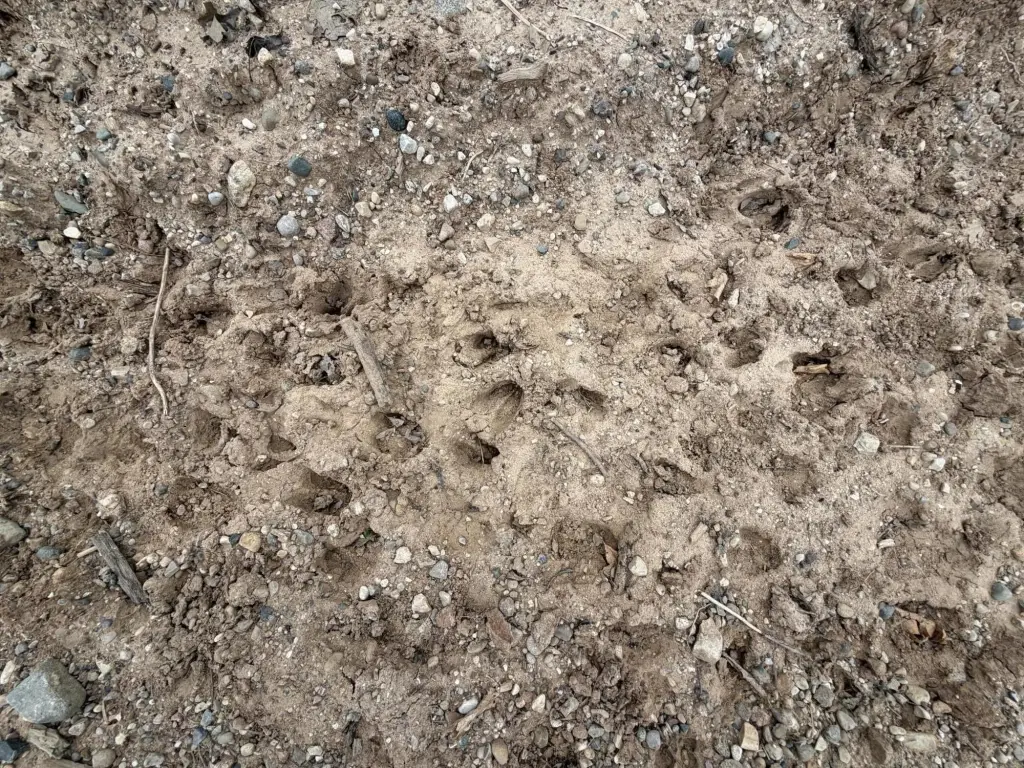 Picture 4