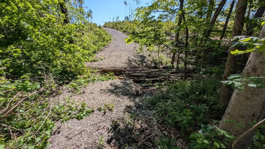Picture 5