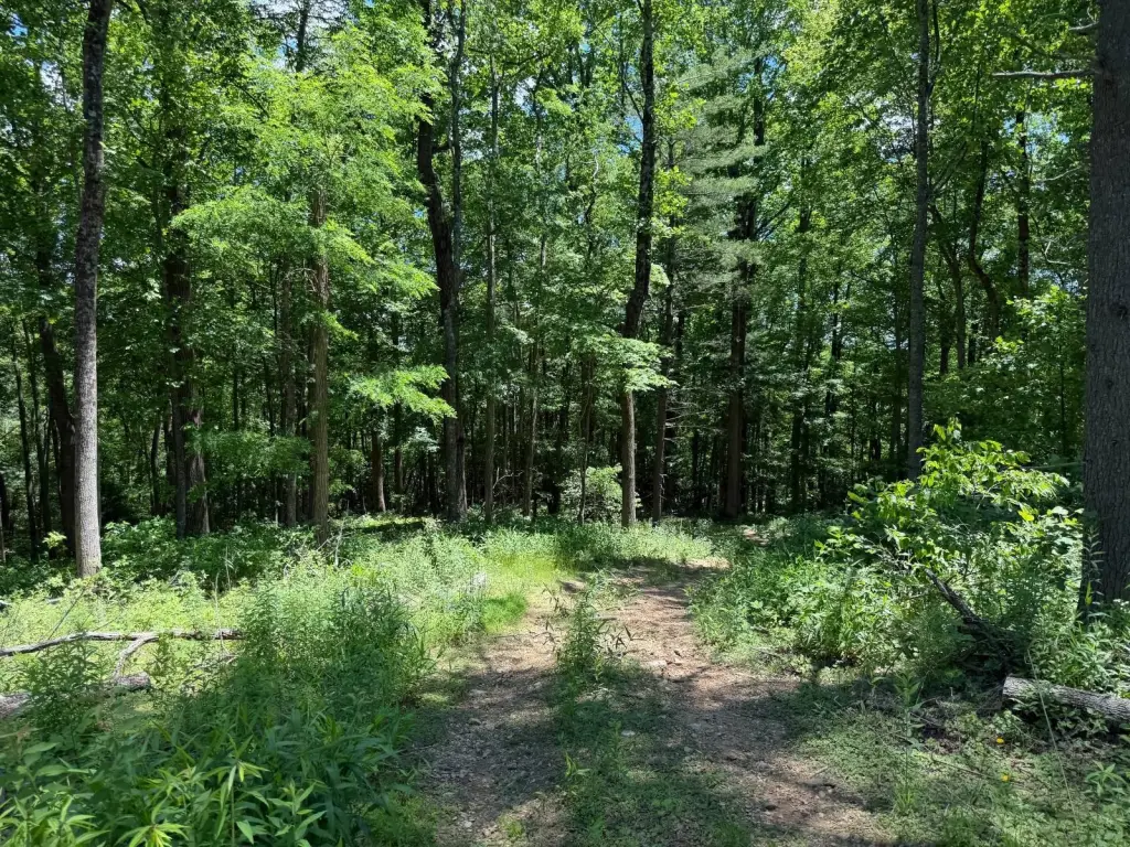 Picture 25