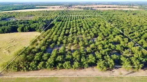 Productive Pecan Orchard Investment
