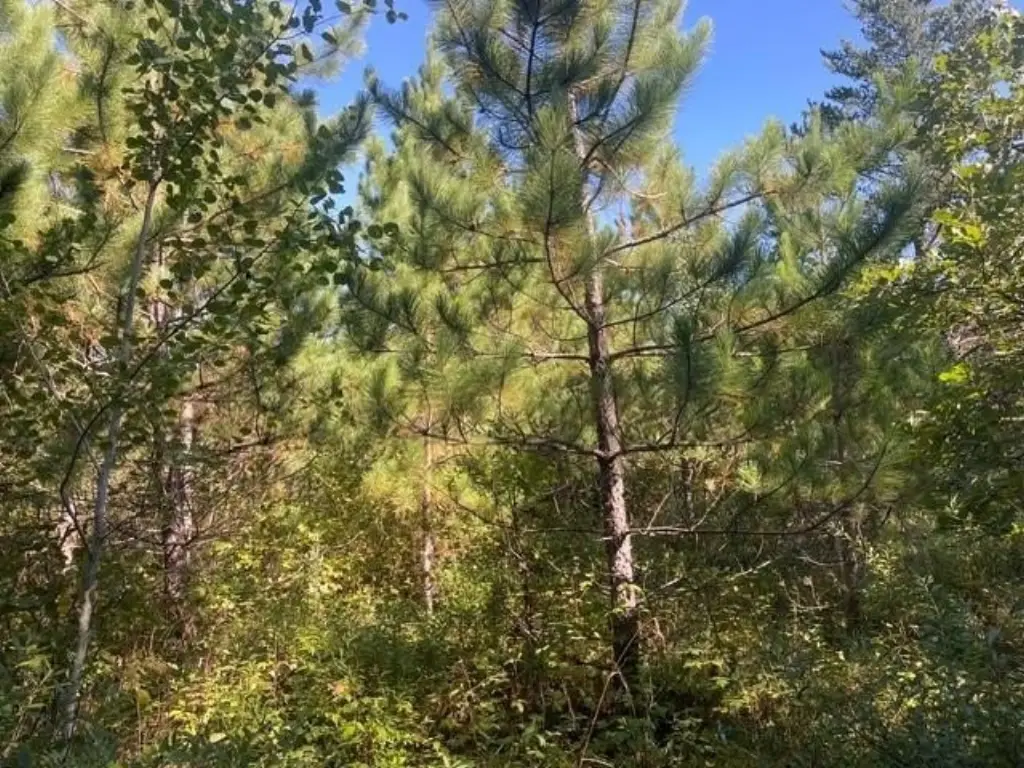 Picture 21