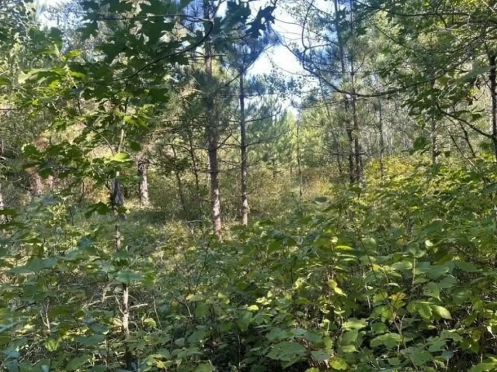 Picture 20