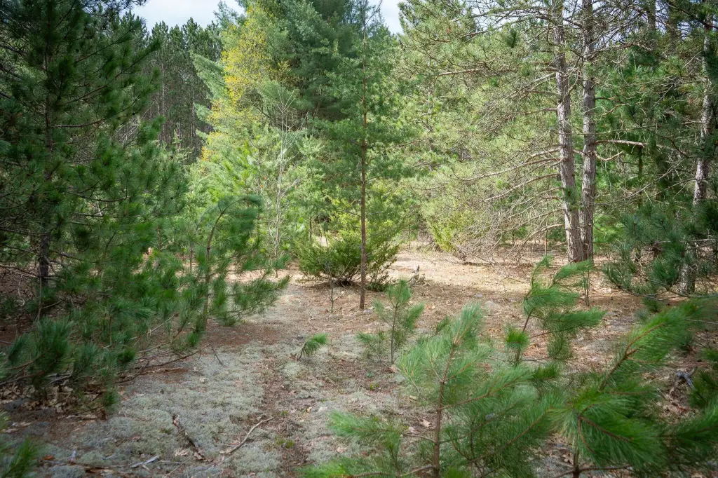 Picture 31