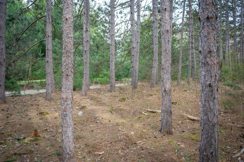 Picture 15