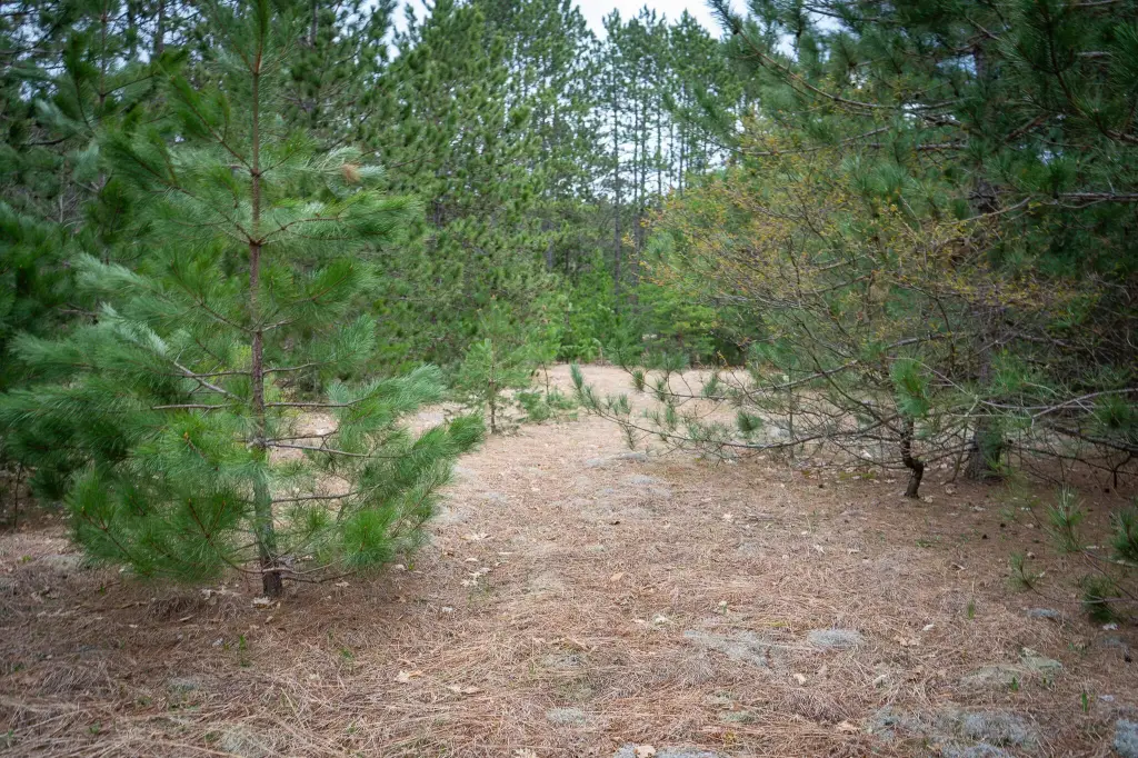 Picture 33