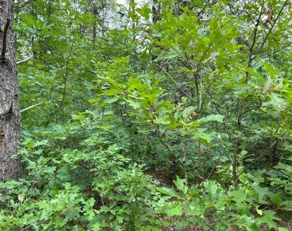 Picture 2
