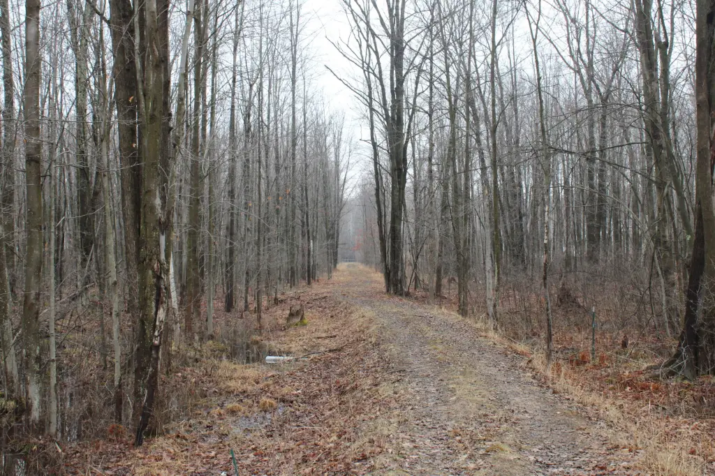 Picture 61