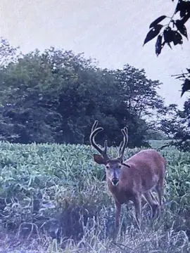 Maysville MO Timberland Acreage