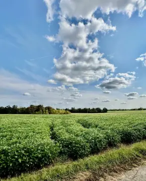 13 Acres of Land in Elkton