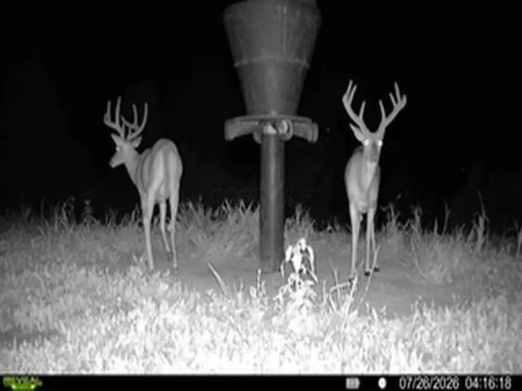 Picture 5