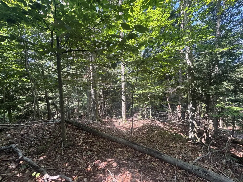Picture 25