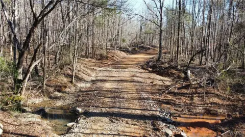 Recreational Land and Timber Investment