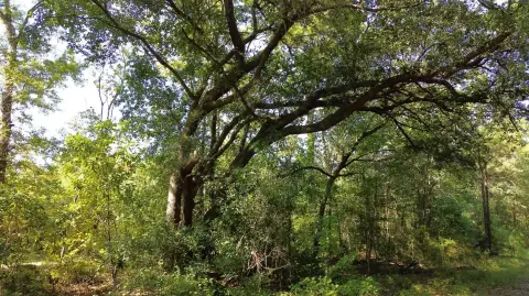 Ruffin, SC Recreational Investment Tract