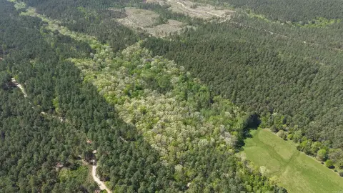 Langley, AR Wooded Acreage