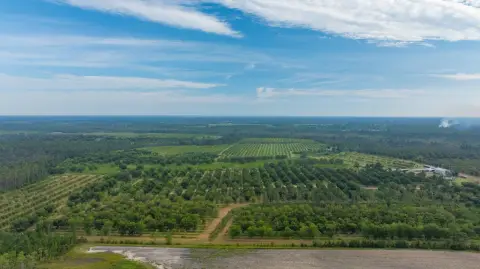 Income-Producing Pecan Orchard For Sale