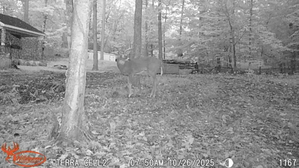 Picture 11