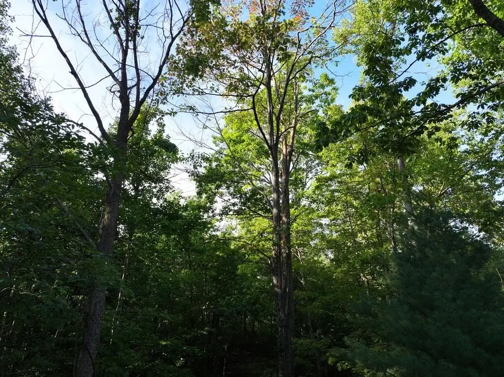 Picture 31