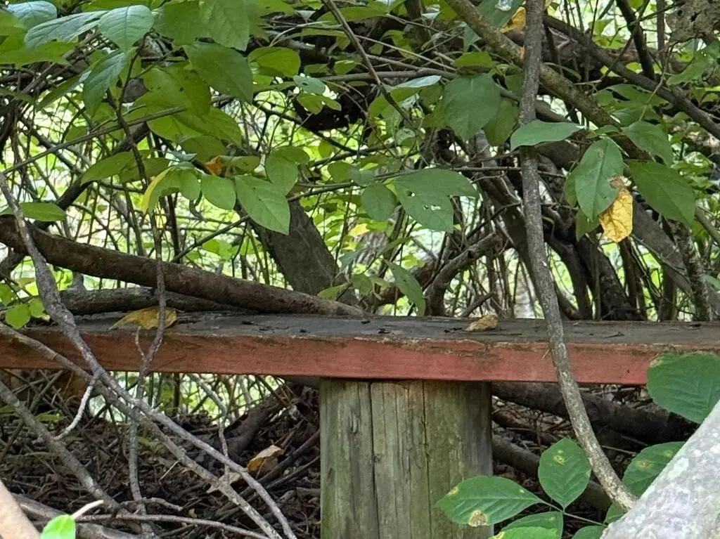 Picture 38