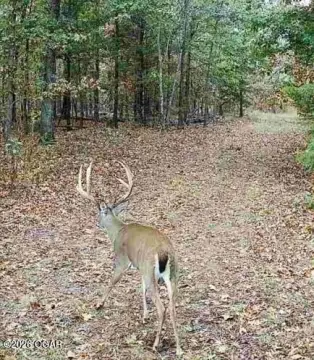 Wooded Hunting Land