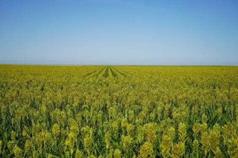 Expansive Cropland Investment Opportunity