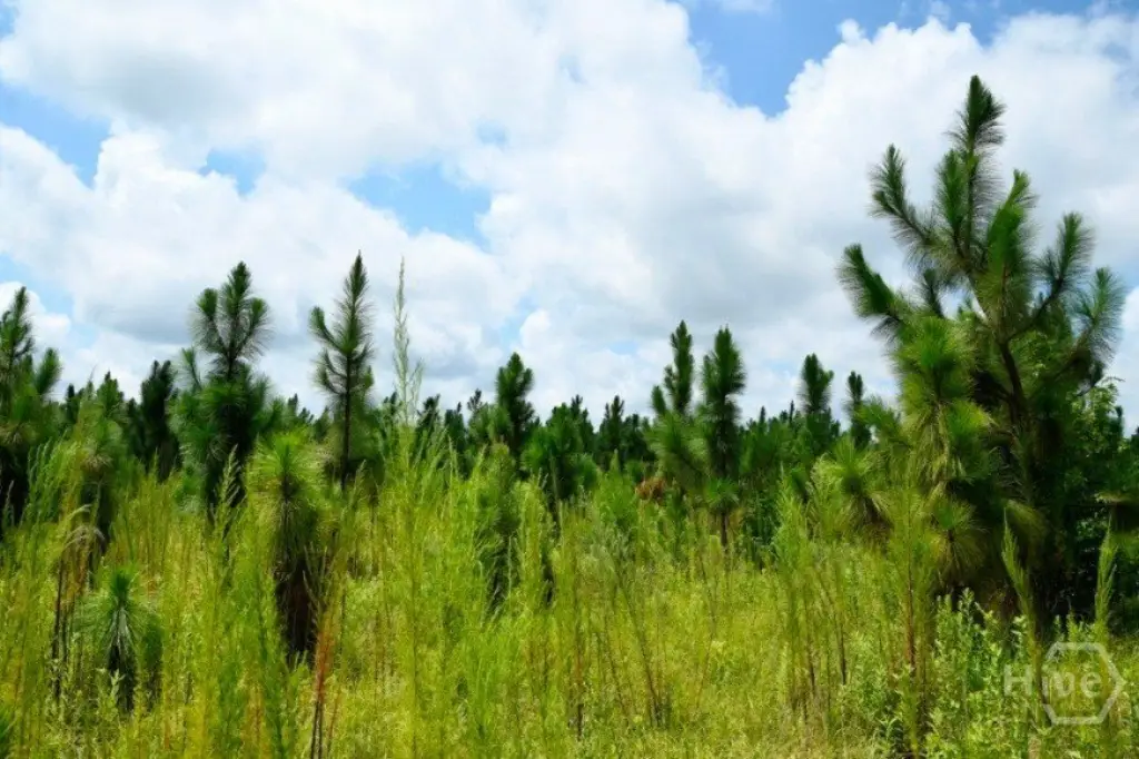 Picture 32