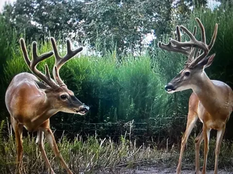 Secluded Hunting Land Near National Forest