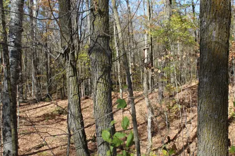 Wooded Recreational Land with Ponds