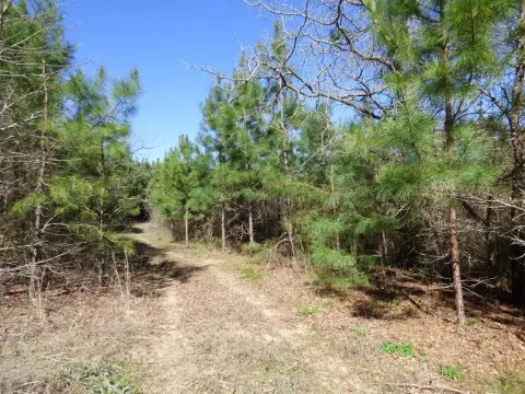 21.64 Acre Timber Tract